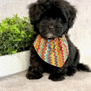 Loki- MaltiPoo