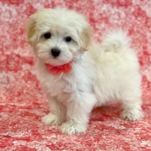Lux- MaltiPoo