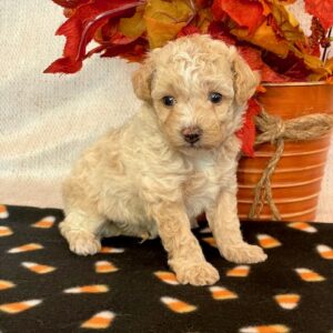 Nugget