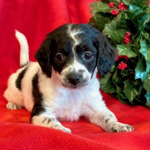 Cockapoos - Puppy Place