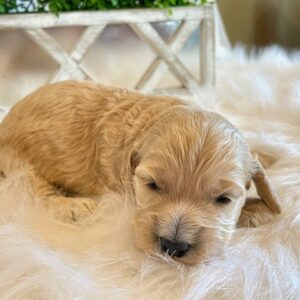 Cockapoos - Puppy Place