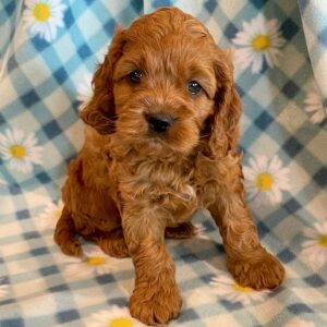 Cockapoos - Puppy Place