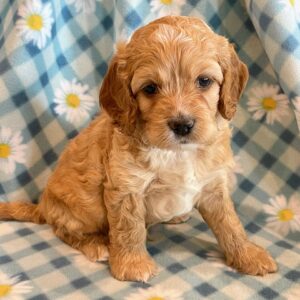 Cockapoos - Puppy Place