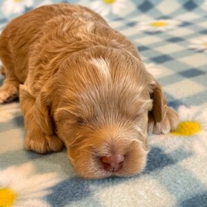 Cockapoos - Puppy Place