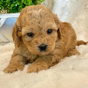 Cockapoos - Puppy Place