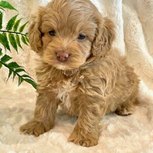Cockapoos - Puppy Place