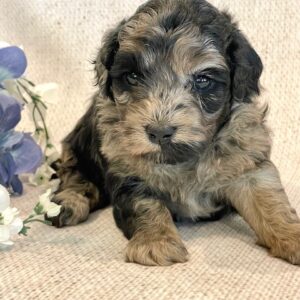 Cockapoos - Puppy Place
