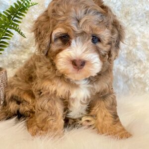 Cockapoos - Puppy Place