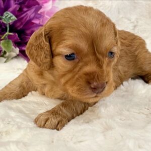 Cockapoos - Puppy Place