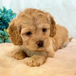 Cockapoos - Puppy Place