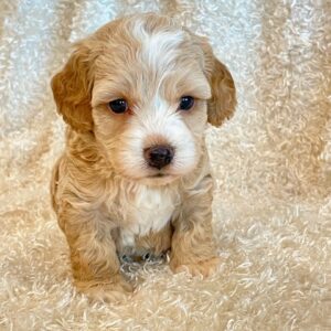 Cockapoos - Puppy Place