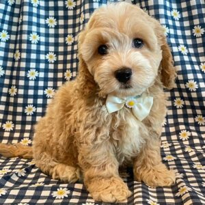 Cockapoos - Puppy Place