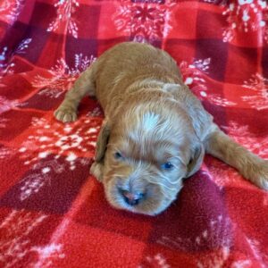 Cockapoos - Puppy Place
