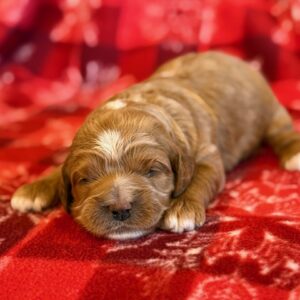 Cockapoos - Puppy Place