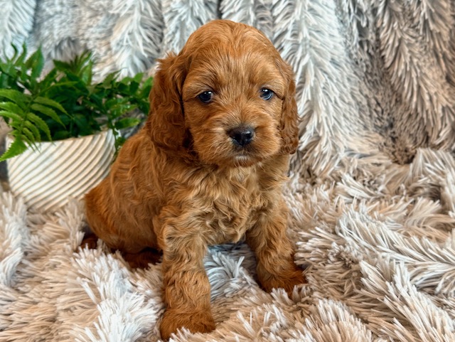 10 Week Old Cockapoo 12 Week Cockapoo A Cute 12 Week Old Cockapoo
