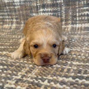 Cockapoos - Puppy Place