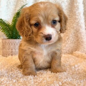 Cockapoos - Puppy Place