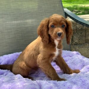 Penny