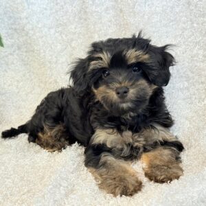 Ziggy – YorkiePoo