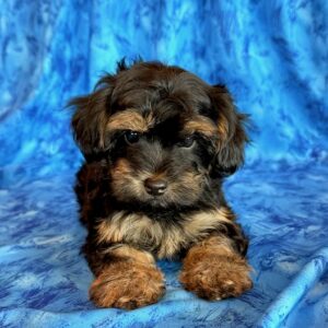 Ziggy – YorkiePoo
