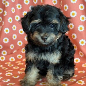 Zara – YorkiePoo