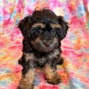 Zoey -YorkiePoo