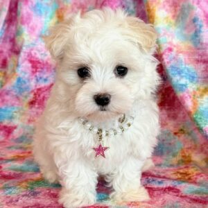 Annabell – Maltese