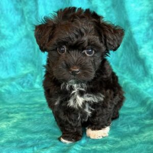 Biscuit – MaltiPoo