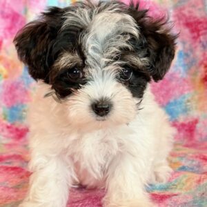 Bindi – MaltiPoo