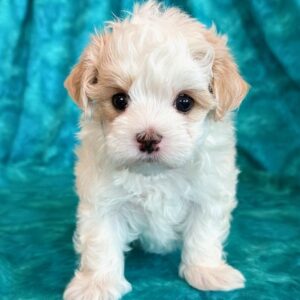 Boston – MaltiPoo