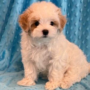 Boston – MaltiPoo