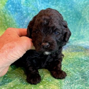 Cockapoos - Puppy Place