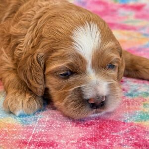 Cockapoos - Puppy Place
