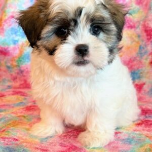Daisy