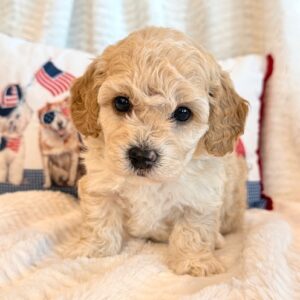 Flynn