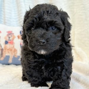 Finley