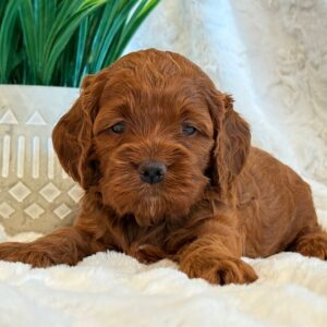 Harper