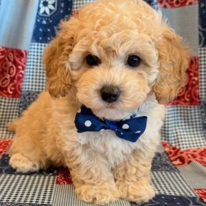 Flynn