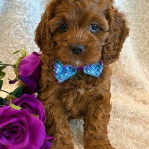 Harper