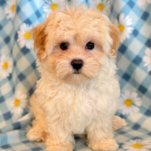 Jeb- MaltiPoo