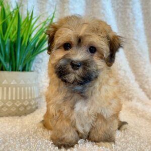 Jade- MaltiPoo