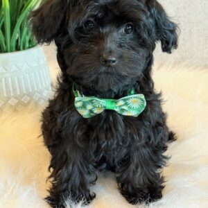 Katana- YorkiePoo