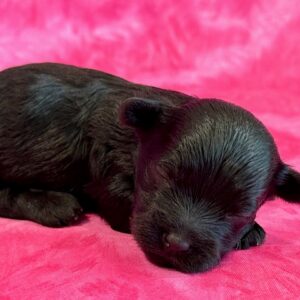 KiKi- YorkiePoo