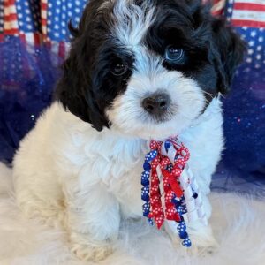 Elvis