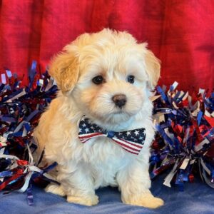 Jeb- MaltiPoo