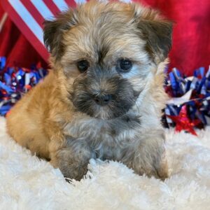 Jade- MaltiPoo