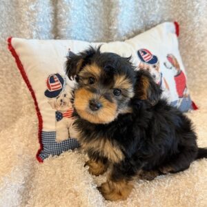 Kirby- YorkiePoo