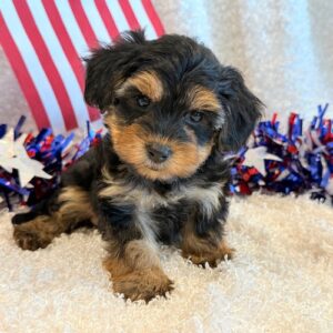 KoKo- YorkiePoo