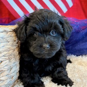 KiKi- YorkiePoo