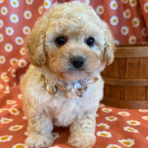 Lacey